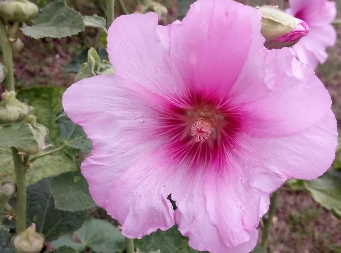 Degli Dei Da Ico Penzion