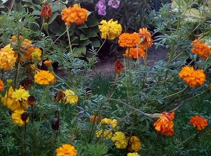 Degli Dei Da Ico * Monzuno