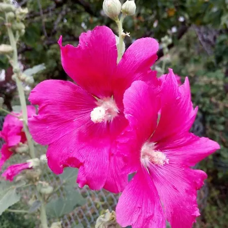 Degli Dei Da Ico * Монцуно