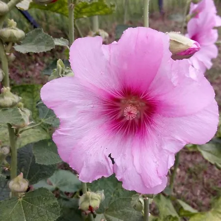 Degli Dei Da Ico Гостевой дом