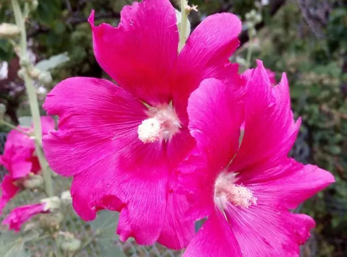 Degli Dei Da Ico * Monzuno